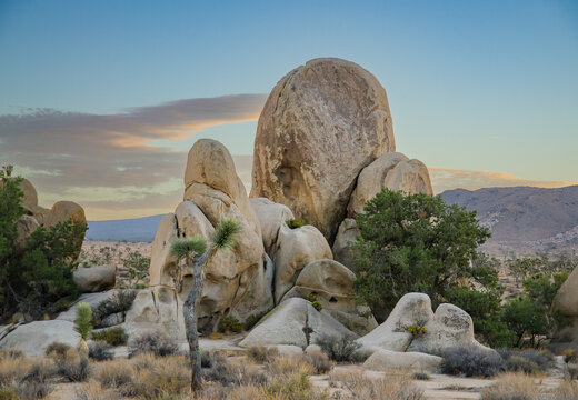 Joshua tree National Park 