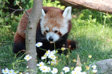 red panda in a zoo in austria