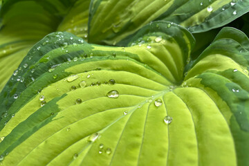 Fototapeta na wymiar Green big hosta leaves with transparent water drops after spring rain. Textured green leaves. Close up view. Large leaf perennial plant. Sunny day. Selective focus.