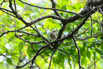 Wren bird 
