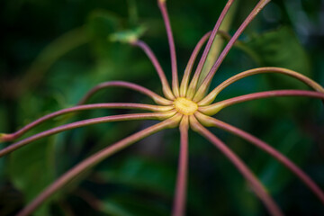 Kwiat jak pająć © Przemysław