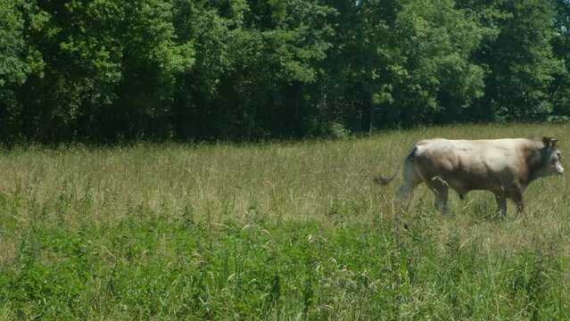 Vache et taureaux dans un pr&eacute;.  b&oelig;uf ruminant et mange dans un champs. troupeaux de bovins
