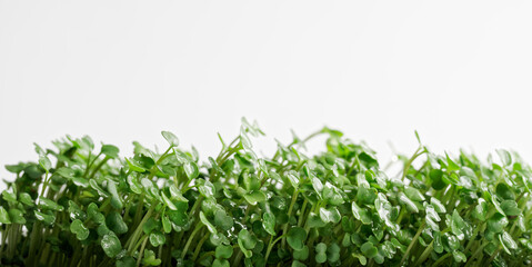 Horizontal row of wet green arugula sprouts one week after sowing seeds in a nutrient medium. Germination of plant seeds. Hydroponics. White background. Copy space. Selective focus.