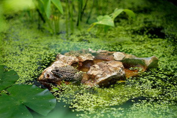 A beautiful green frog sits on a stone in the middle of duckweed