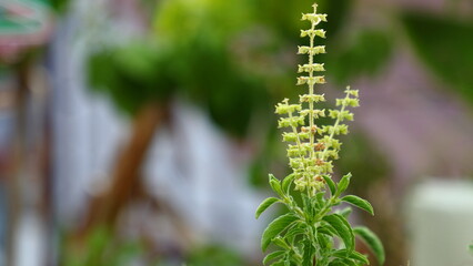 Naklejka premium Basil flowers and basil leaves in the garden