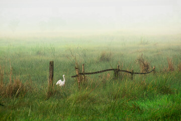 Little egret (Egretta garzetta) bird landed on grass - winter morning in Kolkata, fog over a green field - misty landscape with moody subtle colours.