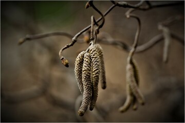 Fototapeta premium Contorted Filbert Plant