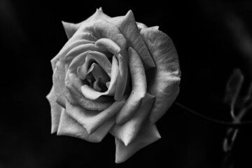 Fototapeta premium White flower in the dark