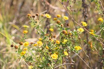 Closeup of common fleabane yellow flowers with selective focus on foreground