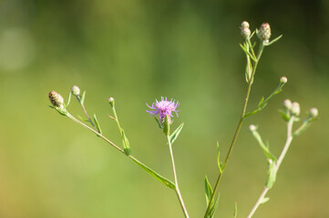 Closeup of brown knapweed flower with green blurred background
