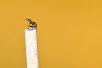 Niewielki samiec muchówki o dużych czerwonych oczach, siedzący na kijku na żółtym tle