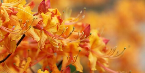 orange flowering azalea Macro Photography 