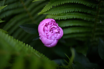 pink peony