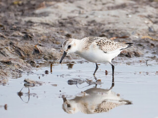 Der Sanderling (Calidris alba)