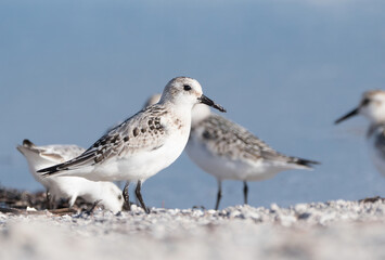 Der Sanderling (Calidris alba)