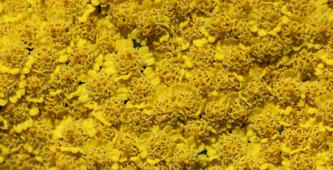 yellow lichen on a rock