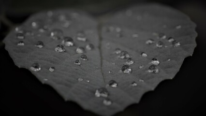water drops on a leaf