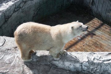 Fototapeta na wymiar Polar bear in the zoo. Concept of keeping wild animals in captivity