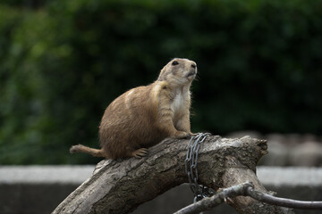 Spermophilus is a genus of ground squirrels in the squirrel family. Susliks or sousliks in a zoo or nature park