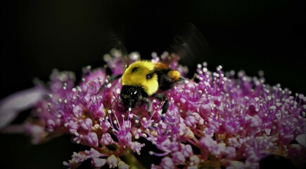 bee on a flower