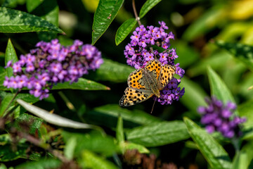 butterfly in flowers