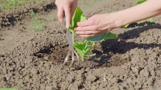 Woman farmer's hands loosen the soil around young plant. Leisure eco gardening concept.