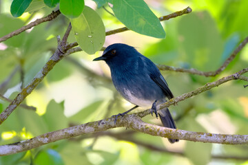 White-bellied blue robin (Sholicola albiventris) or white-bellied sholakili observed in Eravikulam National Park in near Munnar in Kerala, India