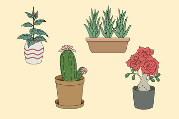 Collection of potted houseplants