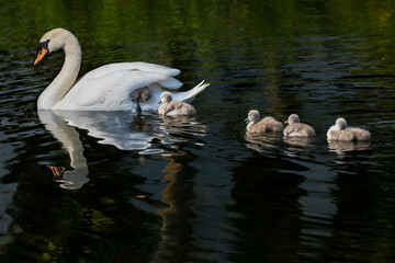 Baby swan cygnets swimming with mother, one climbing under her wing to hitch a ride along water....