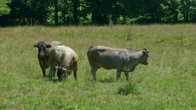 Vache et taureaux dans un pr&eacute;.  b&oelig;uf ruminant et mange dans un champs. troupeaux de bovins