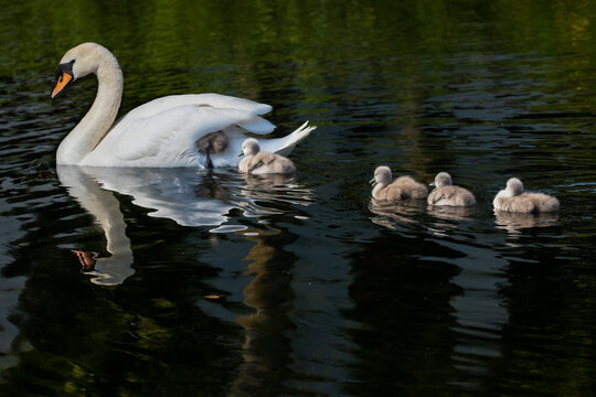 Baby swan cygnets swimming with mother, one climbing under her wing to hitch a ride along water. Five fluffy cute baby birds "Cygnus olor". Reflected in waters of Grand Canal, Dublin, Ireland.