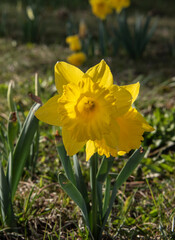 Obraz premium the blossom of a yellow daffodil in evening sunlight
