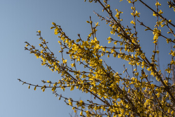 yellow forsythia flowers against clear blue sky