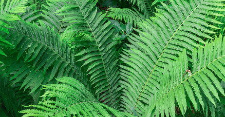 Green thickets of fern leaves.Background.