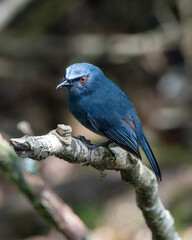 White-bellied blue robin (Sholicola albiventris) or white-bellied sholakili observed in Eravikulam National Park in near Munnar in Kerala, India