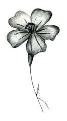 Obraz premium Black and White Hand Drawn Marigold Flower Isolated on White Background. Marigold Flower Drawn by Black Pencil.