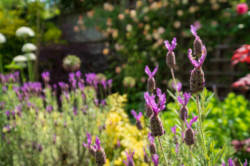 Untidy, overgrown, secluded cottage garden with variety of colourful perennial shrubs, flowers and greenery including lavender.