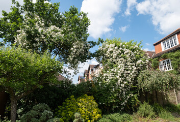 Vigorous rambling rose with white flower heads. The rampant rose plant climbs up tall trees including a large oak tree in a suburban garden in London UK.