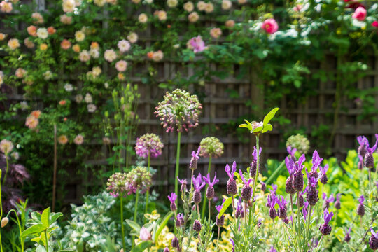 Untidy, overgrown, secluded cottage garden with variety of colourful perennial shrubs, flowers and greenery including lavender.