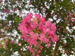 Obraz premium pink flowers in the garden