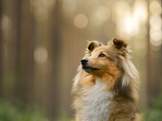 red sheltie dog . Pet on the nature bokeh portrait .