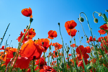 Blooming red poppy flowers in green field against blue sky, Beautiful natural landscape in summertime