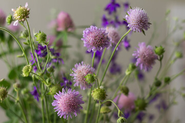 flowers in the garden