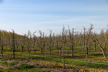 Fototapeta na wymiar orchard with apple trees to harvest apples