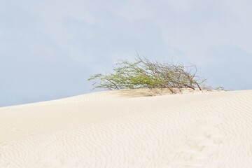 Viana-W&uuml;ste auf Boa Vista / Kapverdische Inseln / Viana Desert on Boa Vista / Cape Verde Islands