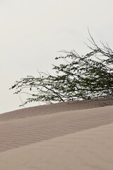 Viana-W&uuml;ste auf Boa Vista / Kapverdische Inseln / Viana Desert on Boa Vista / Cape Verde Islands