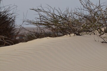 Viana-W&uuml;ste auf Boa Vista / Kapverdische Inseln / Viana Desert on Boa Vista / Cape Verde Islands