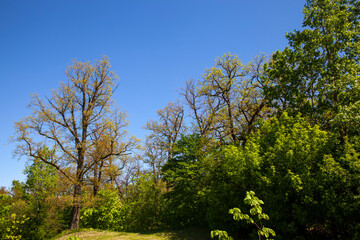 deciduous trees in the spring season with green foliage