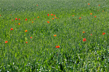 red poppies growing in an agricultural field with cereals