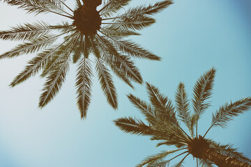 Palm trees against sky. retro style image. travel, summer, vacation and tropical beach concept.